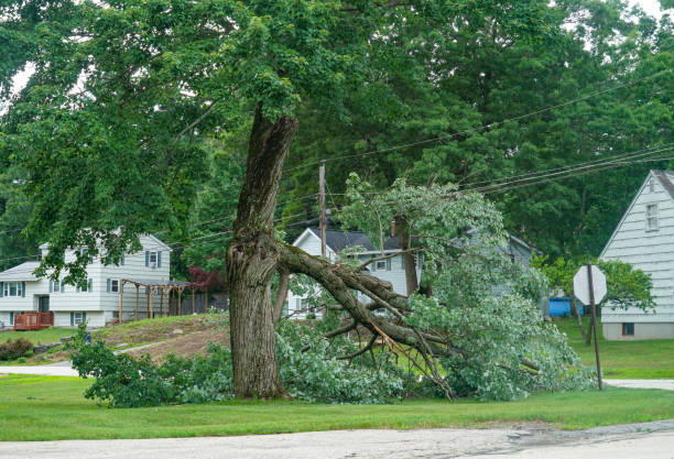 Level Plains, AL Tree Services Company